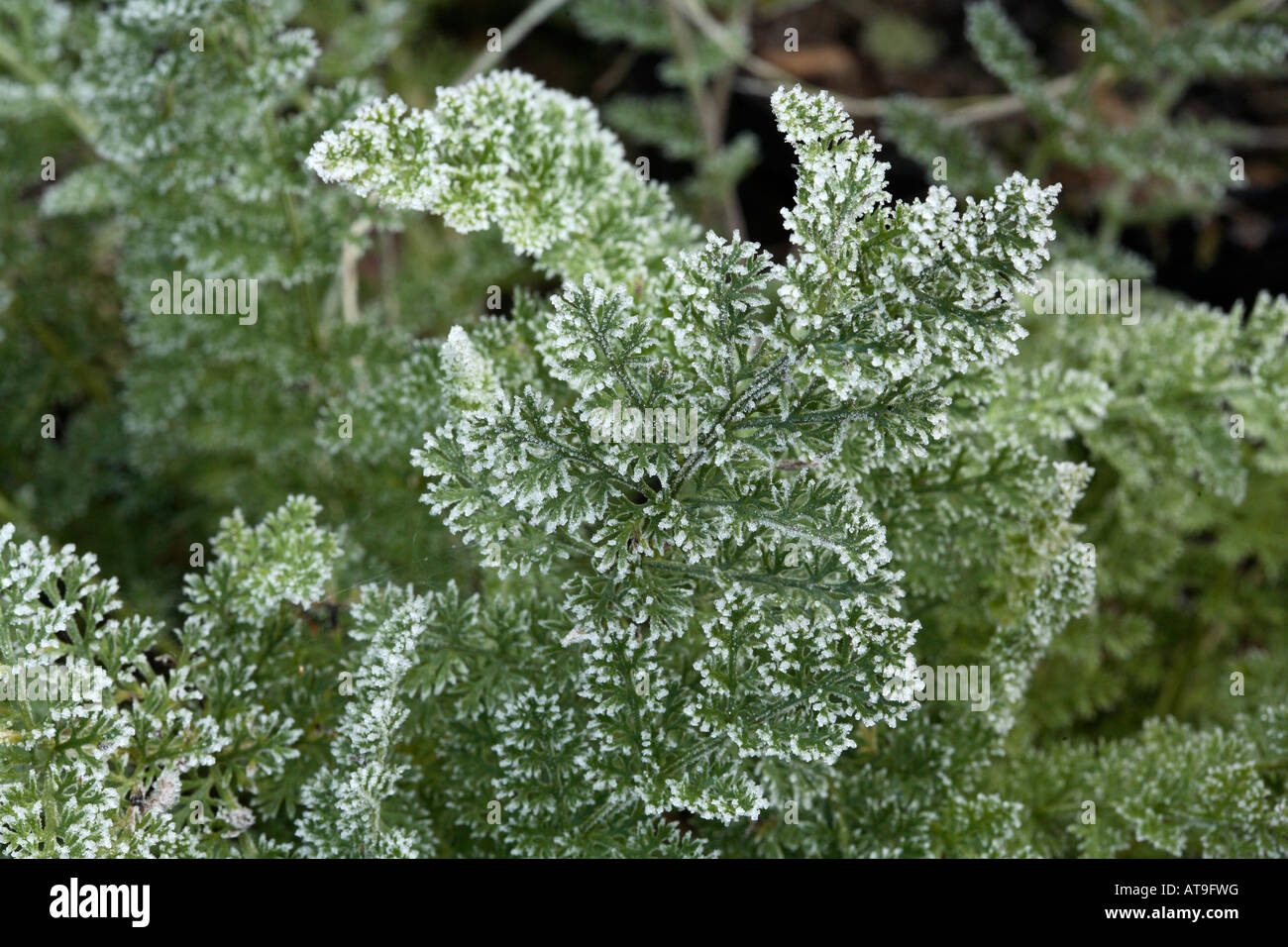 Fluffy green leaf of yarrow with edges frosted with tiny ice crystals Stock Photo