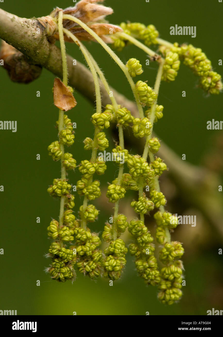 Male catkins of pedunculate oak (Quercus robur) springtime, closeup