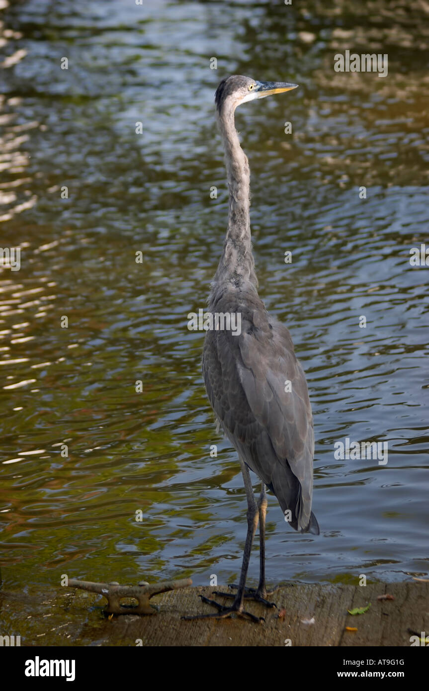 An immature Great Blue Heron Stock Photo - Alamy