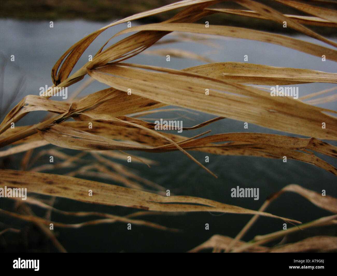 River Reeds Rope Dry reed in river hi-res stock photography and images - Alamy