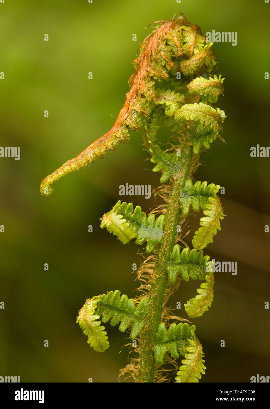Scaly male fern unfolding frond Dryopteris pseudomas Stock Photo