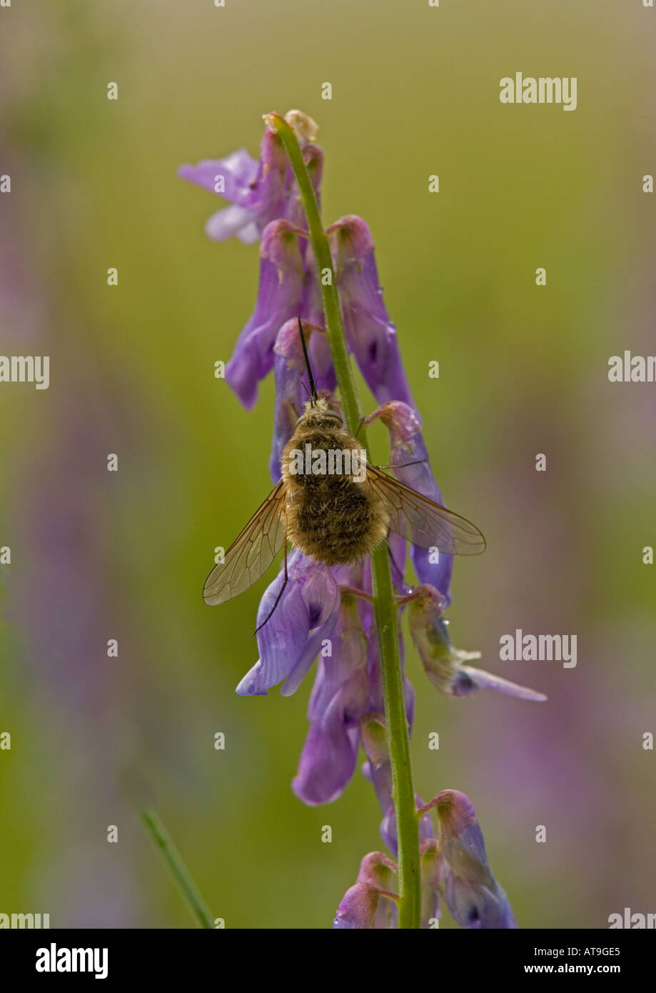 Bee fly on tufted vetch. Parasite of solitary bees and wasps Stock Photo