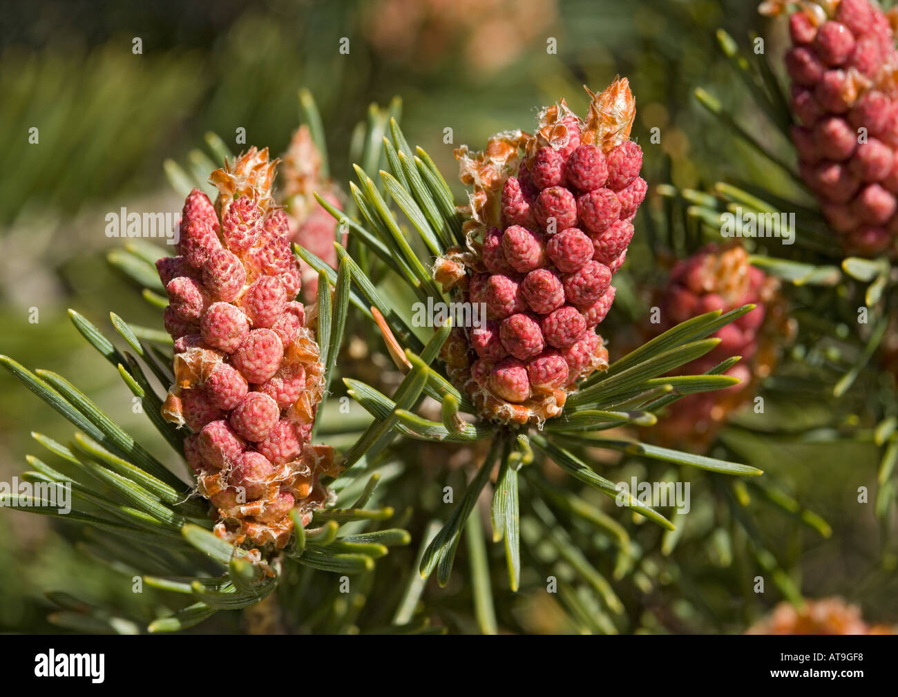 Scots pine with unusually red male flowers Pinus sylvestris Stock Photo