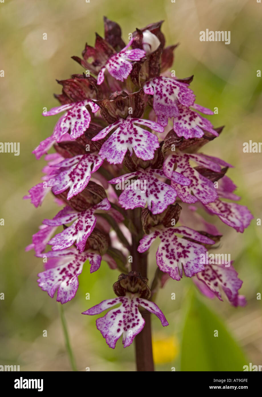 Lady orchid Very rare in UK Orchis purpurea Stock Photo - Alamy