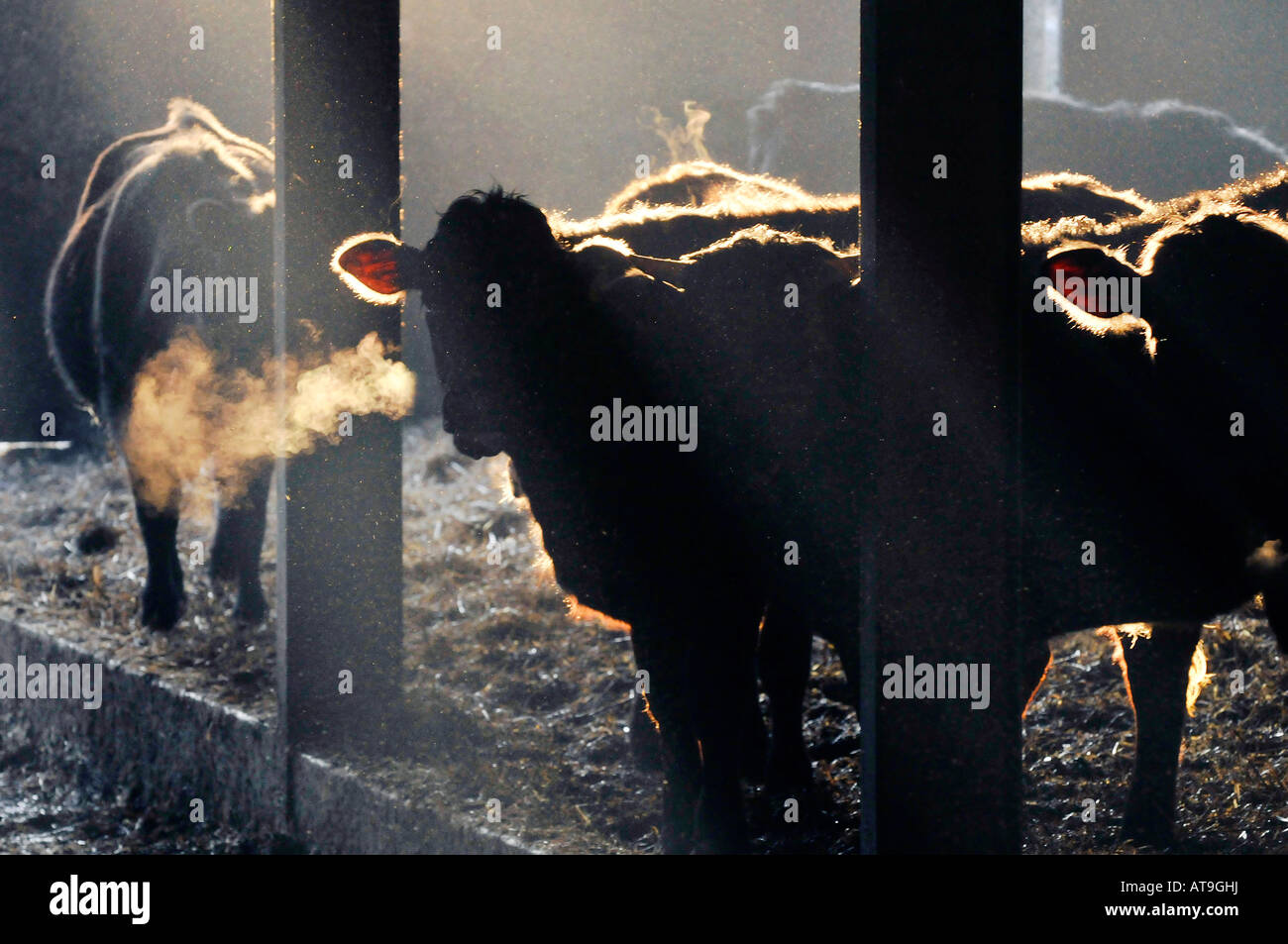 bulls in a barn Stock Photo - Alamy