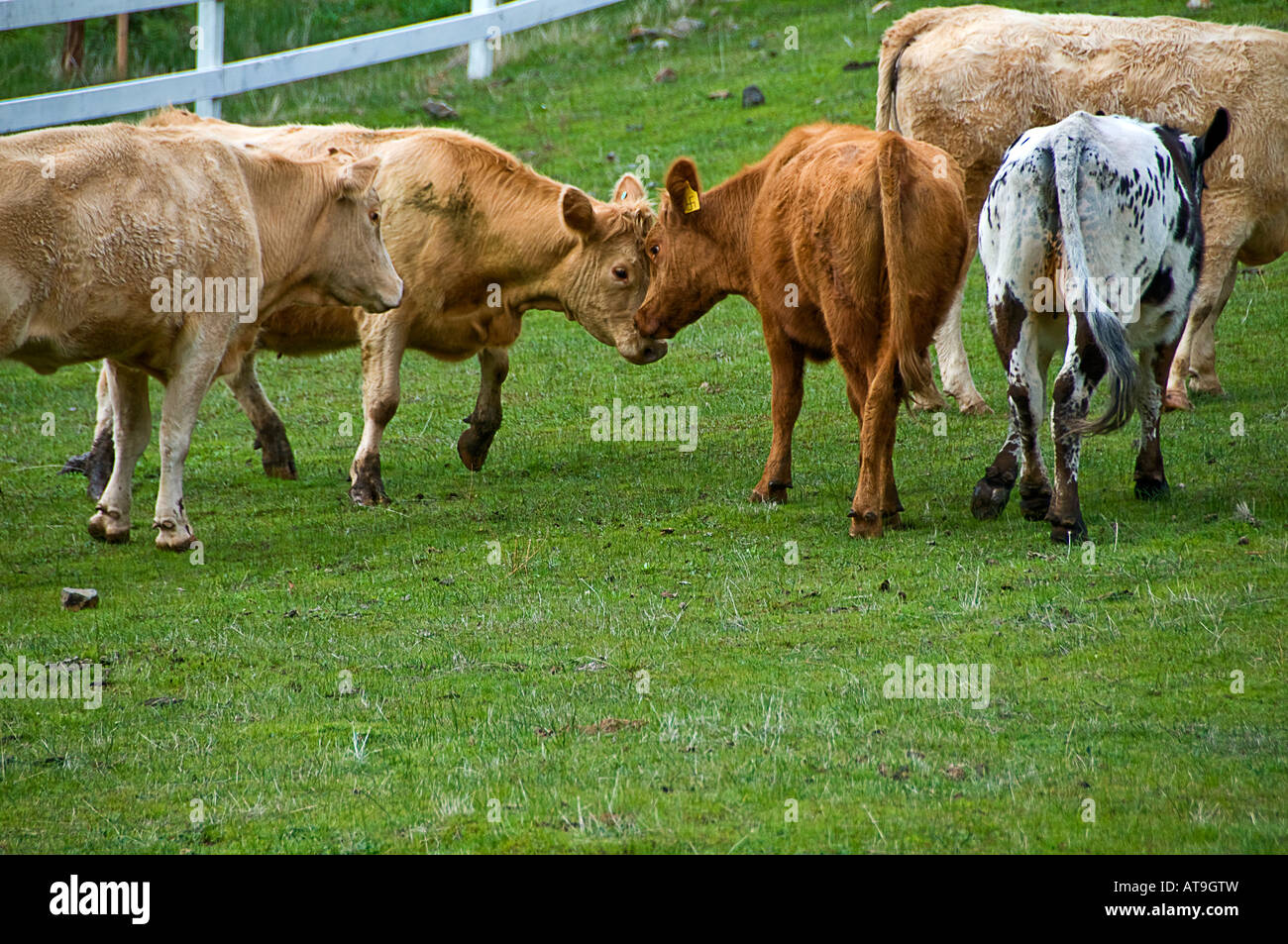 Two Cows Butting Heads Stock Photo Alamy