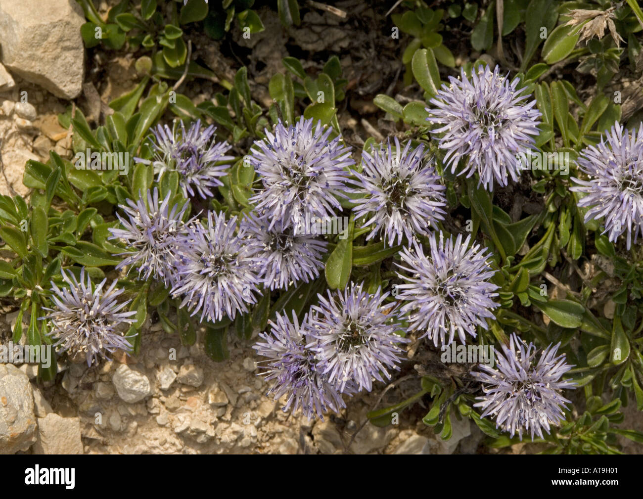 Matted globularia Alpine flower on limestone. Globularia repens Stock Photo