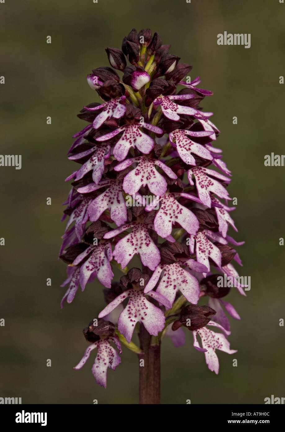 Rare orchid flowers hi-res stock photography and images - Alamy