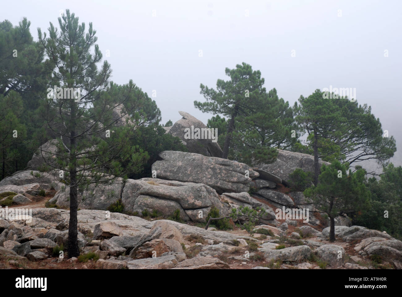 Corsican pine trees, pinus nigra ssp laricia corsicana, growing on rocks, Bavella pass, Island, Corsica, France Stock Photo