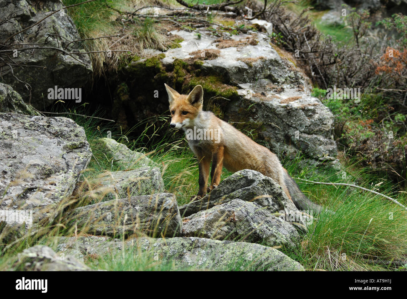 red fox canidae mammal mountain wood Italy volpe rossa Vulpes vulpes ...