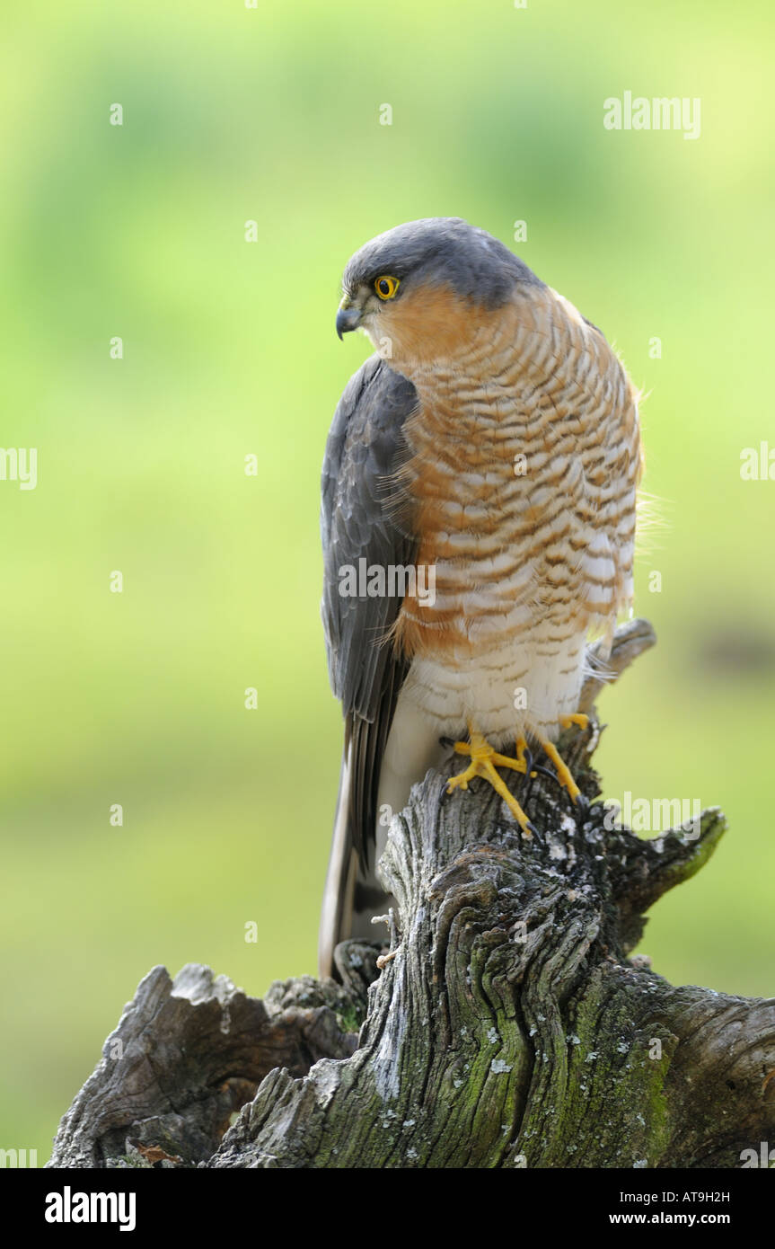 Sparrowhawk Sparrow Hawk Accipiter nisus not always a welcome visitor to your garden this bird of prey feeds on small birds Stock Photo