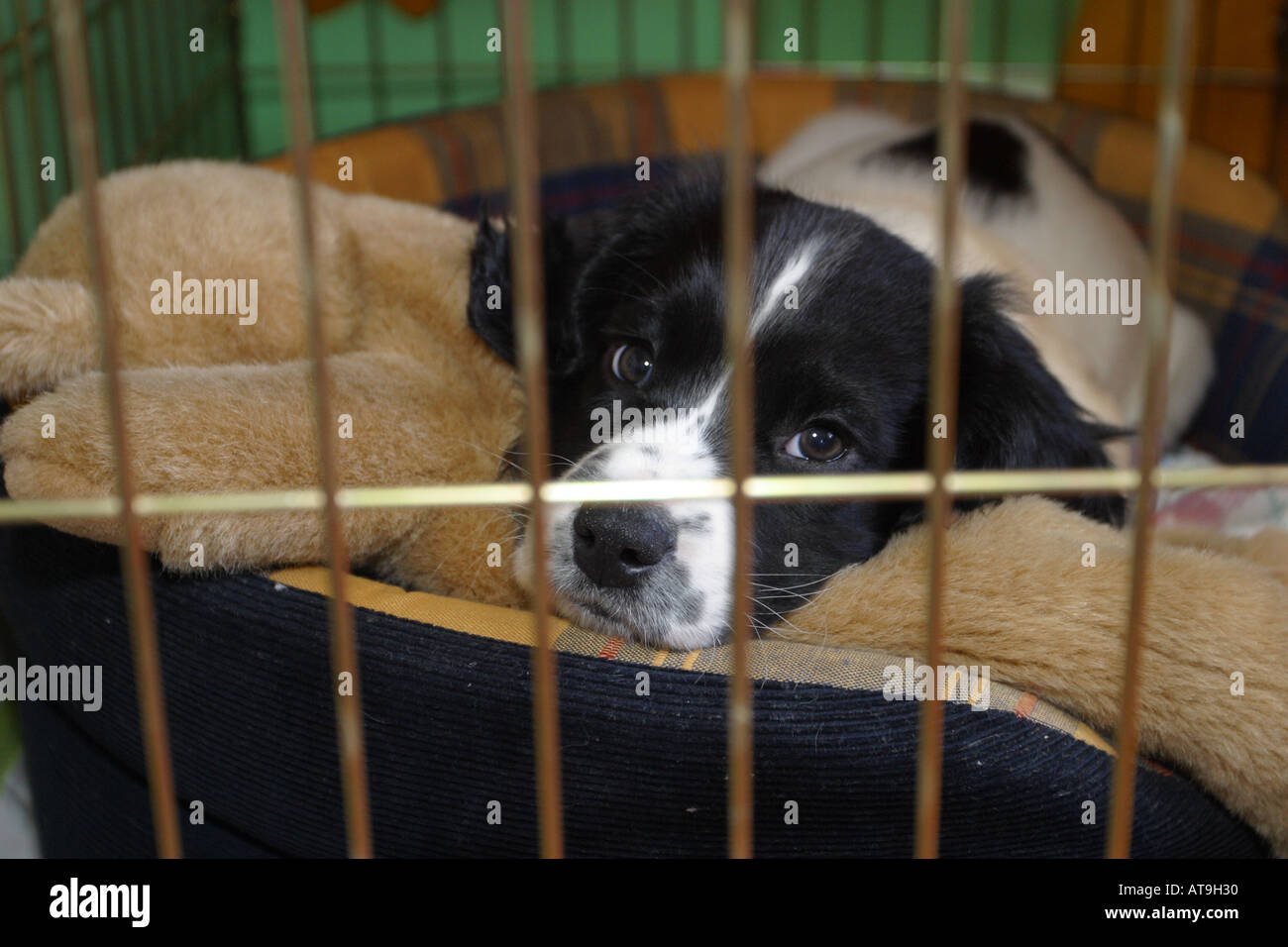 English springer spaniel crate hires stock photography and images Alamy