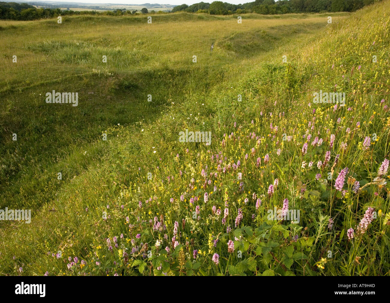 Common spotted orchid in flower on chalk downland at Badbury Rings Iron