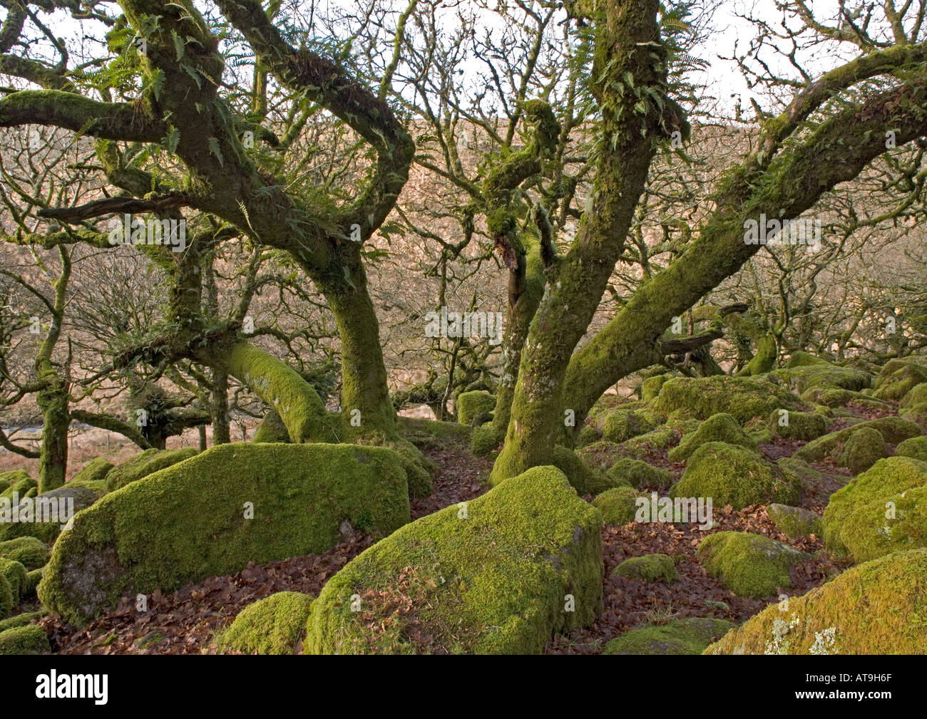 Wistman's wood Devon High altitude common oak wood with abundant epiphytes Dartmoor Stock Photo
