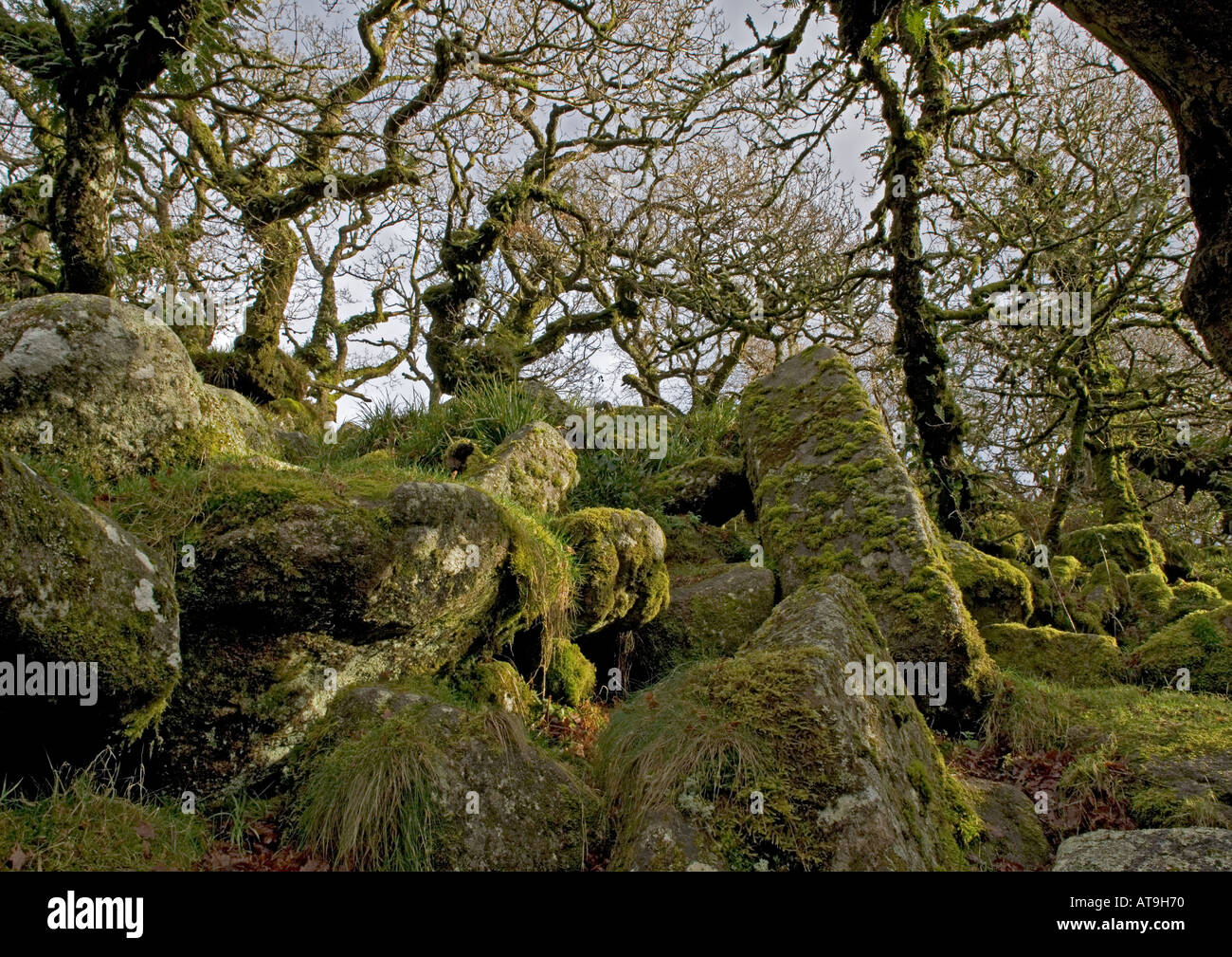 Wistman's wood Devon. High altitude common oak wood with abundant epiphytes Dartmoor Stock Photo