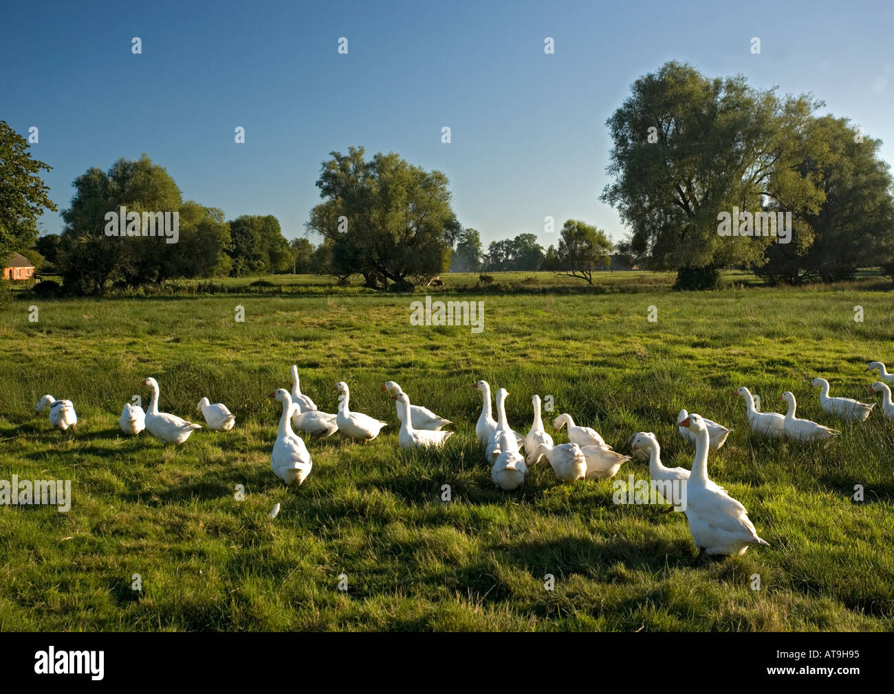 Goose grazed common land at Breamore Marsh W Hants Stock Photo