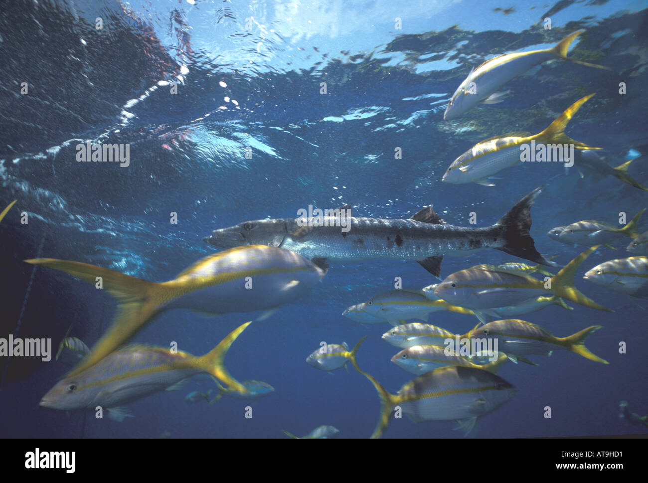 underwater barracuda and yellowtail snapper Stock Photo