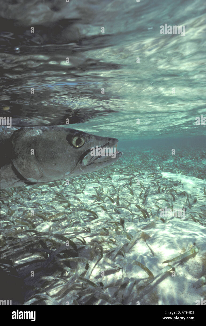 barracuda underwater swimming on grass flats Stock Photo