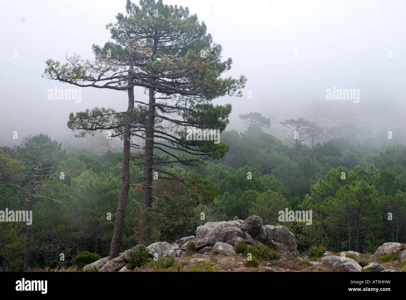 Corsican pine trees pinus nigra ssp laricia corsicana in fo Barocaggio forest Island Corsica France Stock Photo