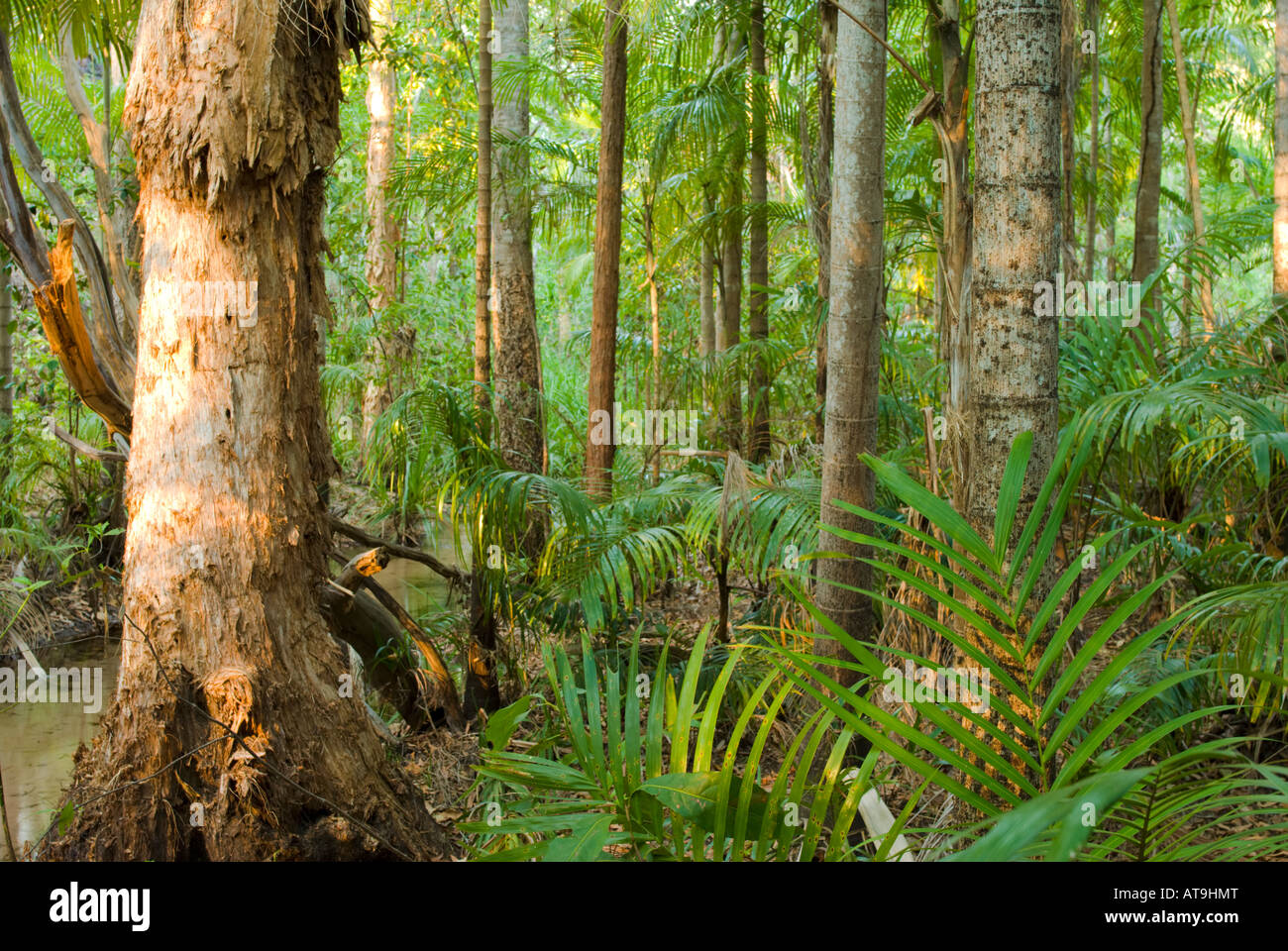 Tropical monsoon forest hires stock photography and images Alamy