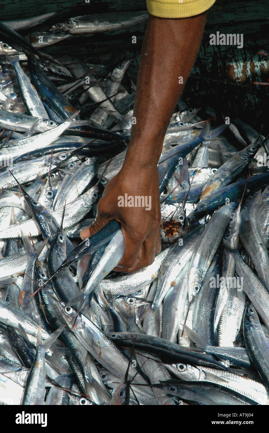 Flying fish barbados hires stock photography and images Alamy