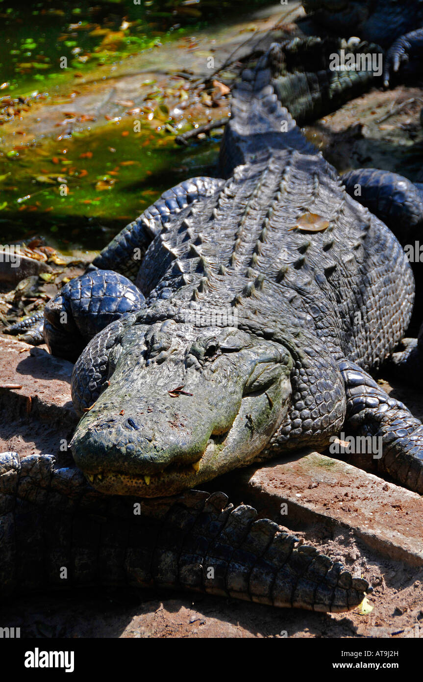 Gator glam hi-res stock photography and images - Alamy