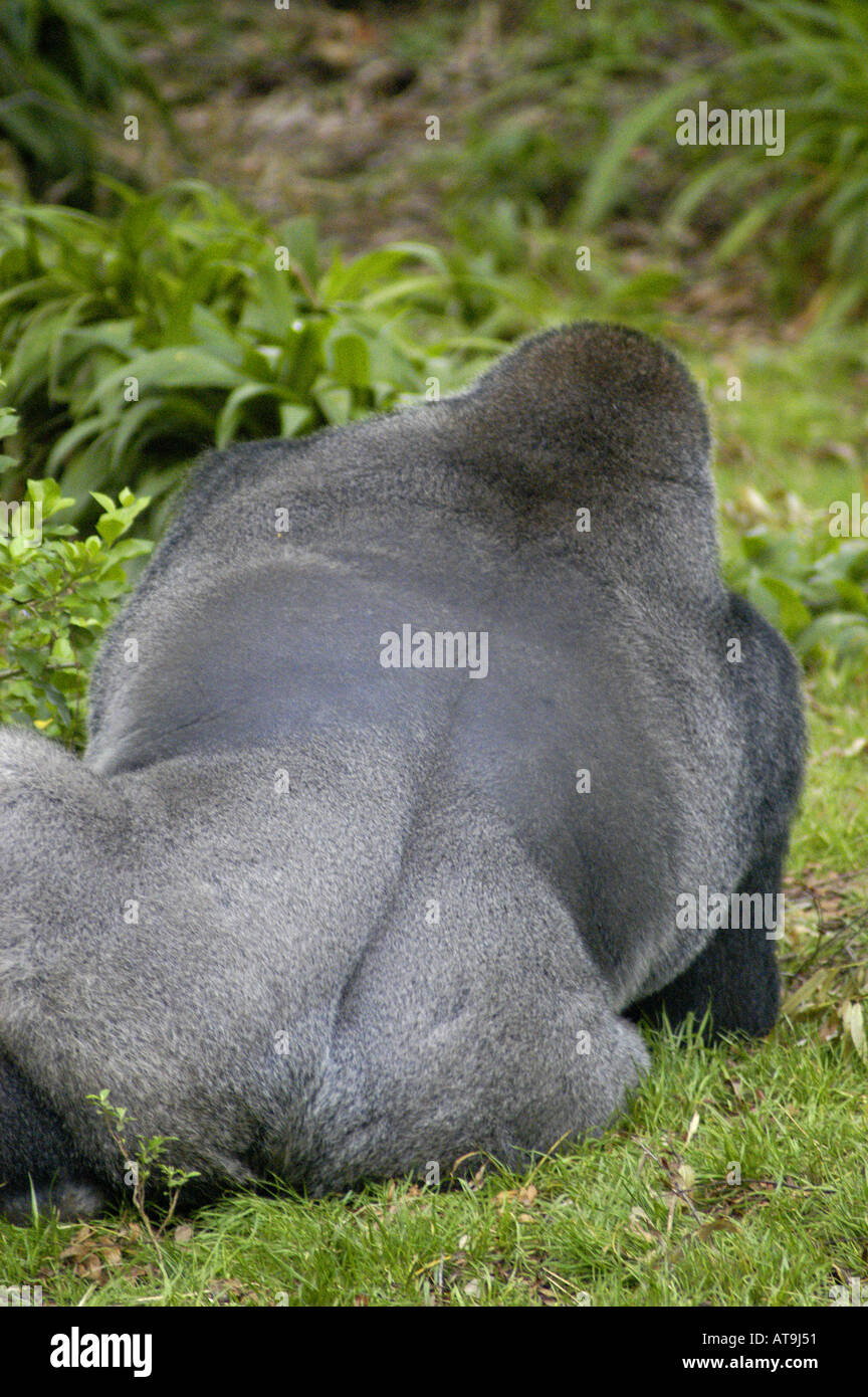 mountain gorilla animal behind rump back humor back rump silverback ape ...