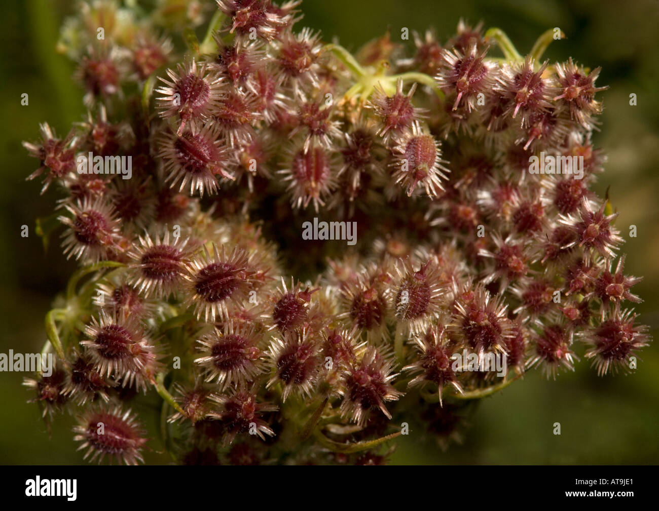 Wild carrot in fruit Stock Photo