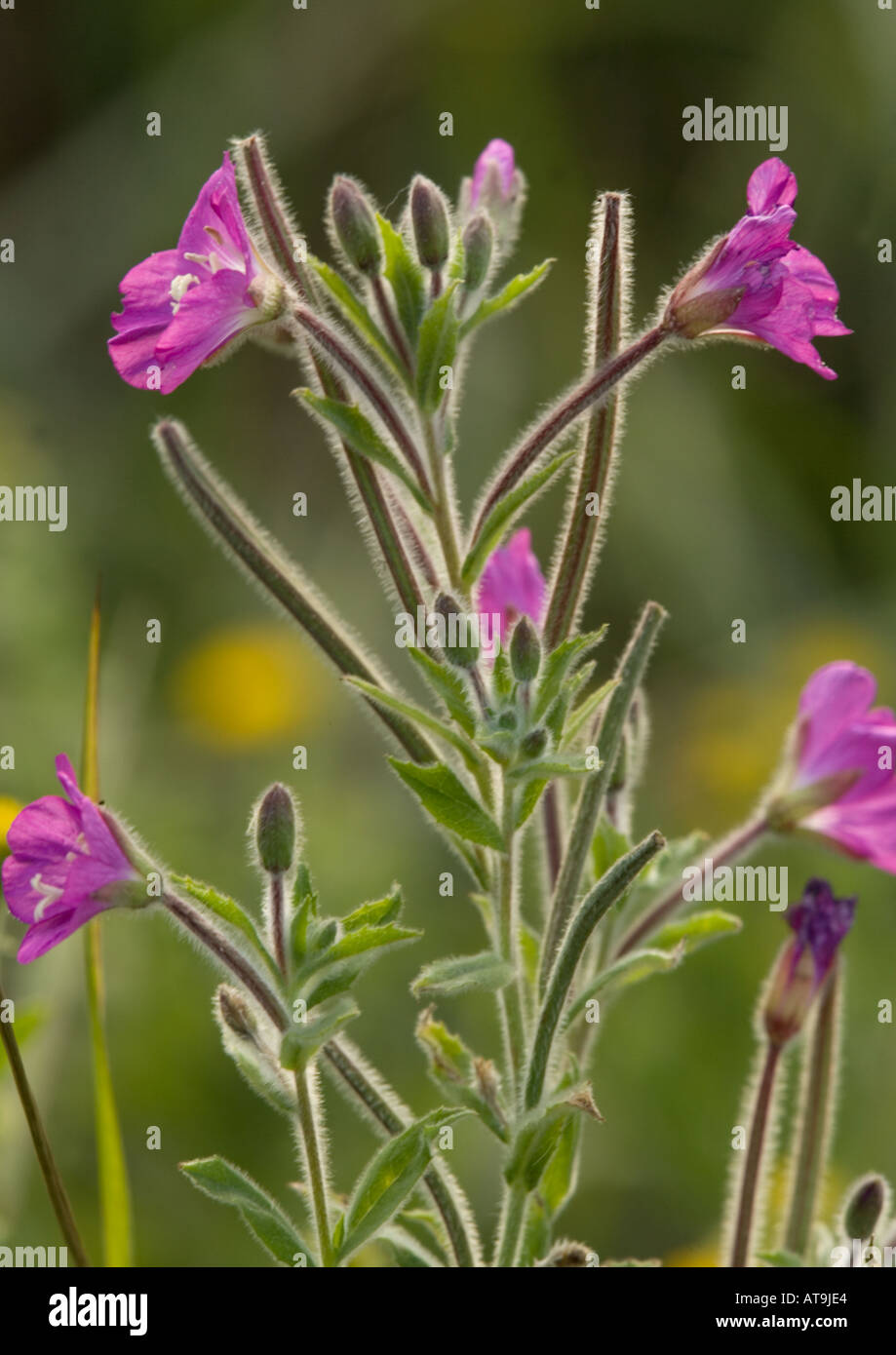 Great willow herb or codlins and cream in flower and fruit Epilobium hirsutum Stock Photo
