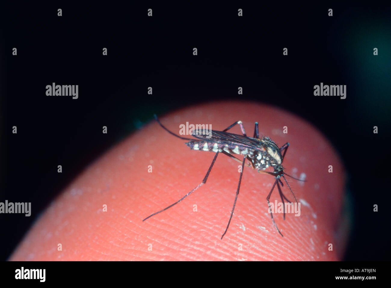 Mosquito, Aedes detritus. Sucking human blood Stock Photo