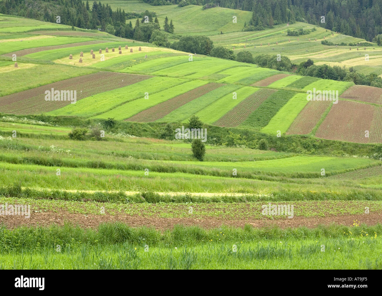 Open field systems in Tatra foothills southern Poland near Nowy Sacz Stock Photo