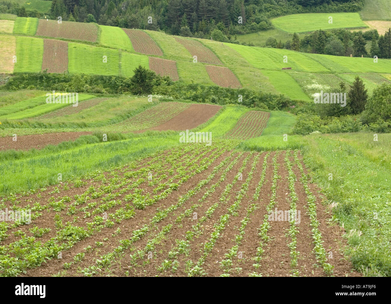 Open field systems in Tatra foothills southern Poland near Nowy Sacz Stock Photo