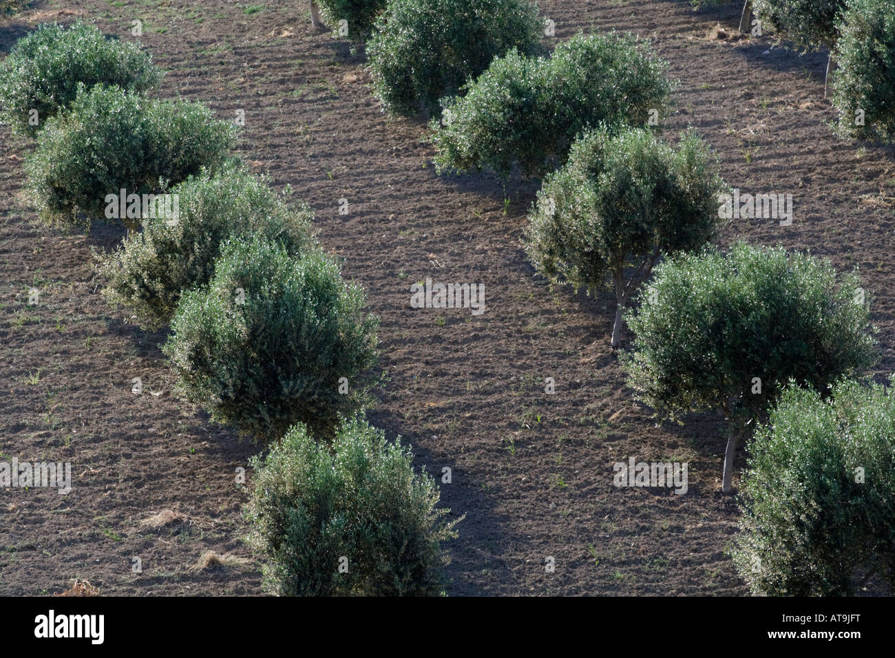 Olive Tree courses Stock Photo