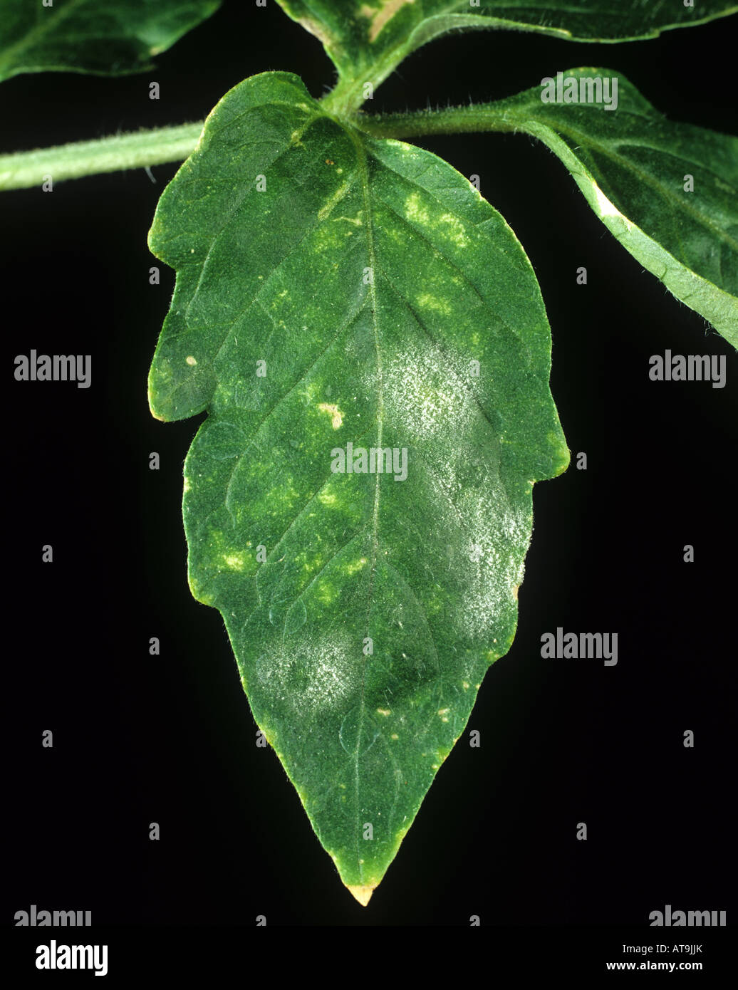 Powdery mildew Oidium neolycopersici infection on a tomato leaf Stock Photo