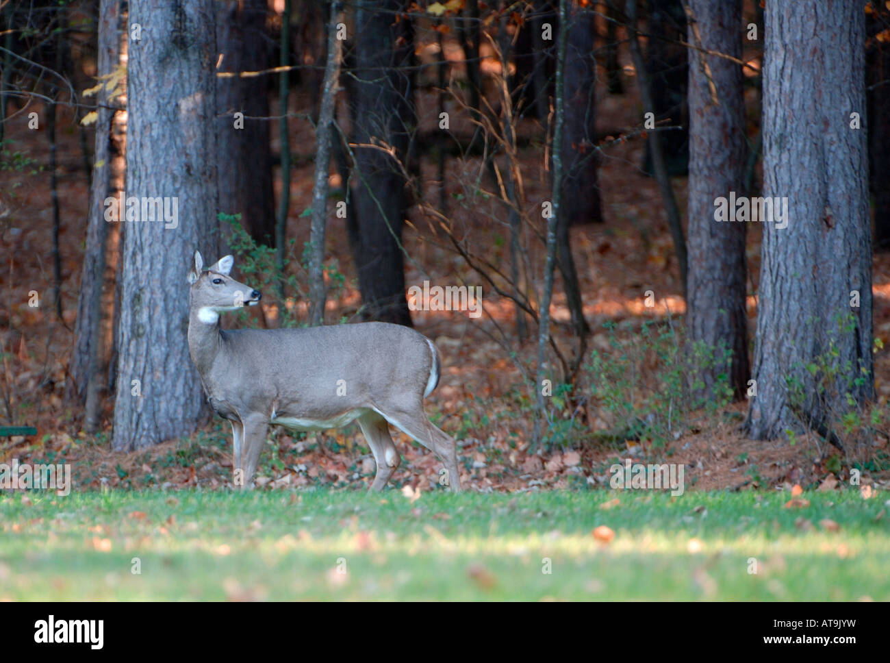 Deer in Minnesota Woods Stock Photo Alamy