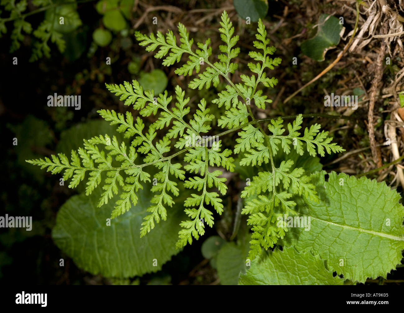 Mountain bladder fern Very rare in UK Stock Photo