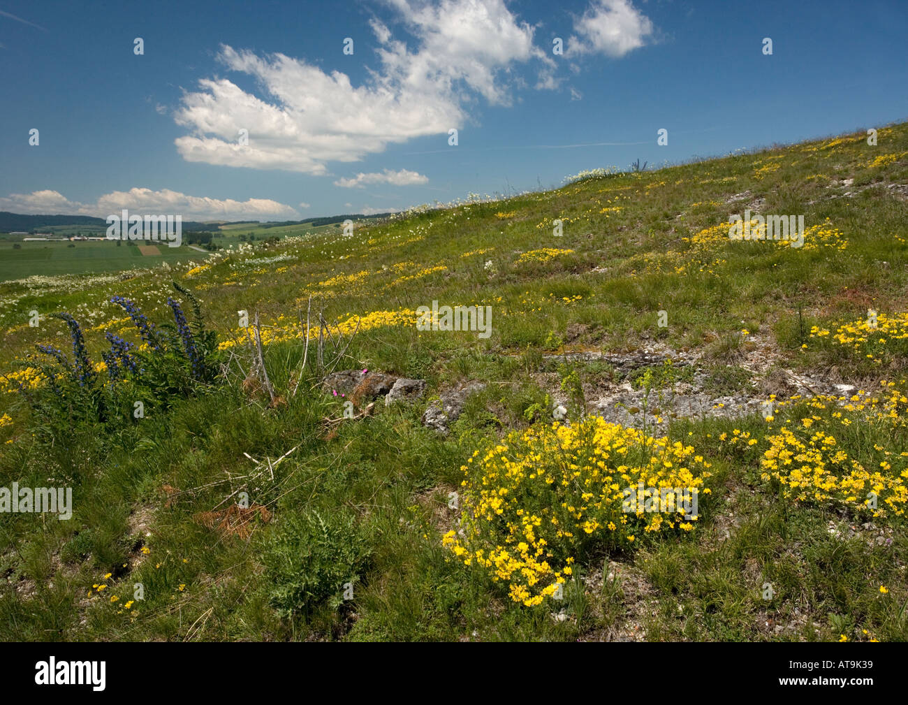 Beautiful flowery calcareous grassland in Siva Brada nature reserve , Slovakia Stock Photo