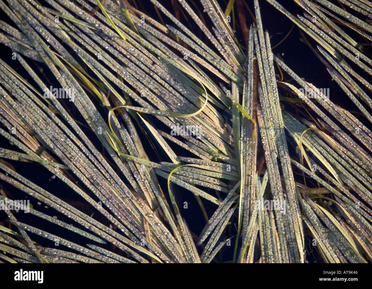 Water flote grass (Glyceria fluitans) in winter, close-up, Norfolk Stock Photo
