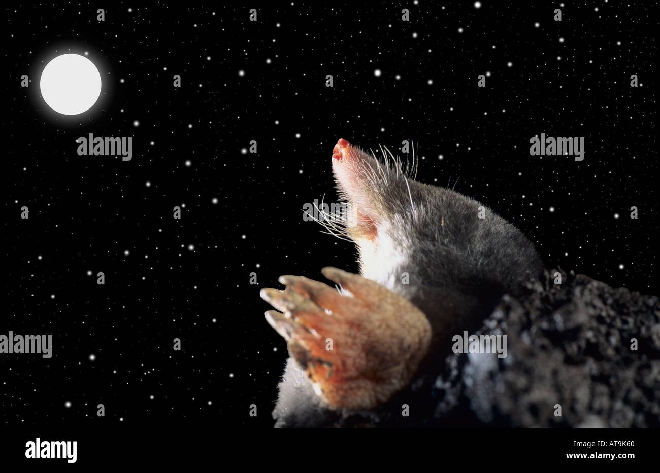 Mole emerging at night Stock Photo Alamy
