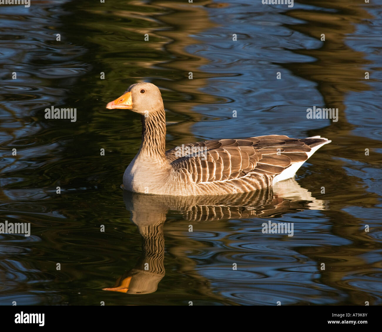 Greylag Goose swimming on water at Essex,England,UK Stock Photo