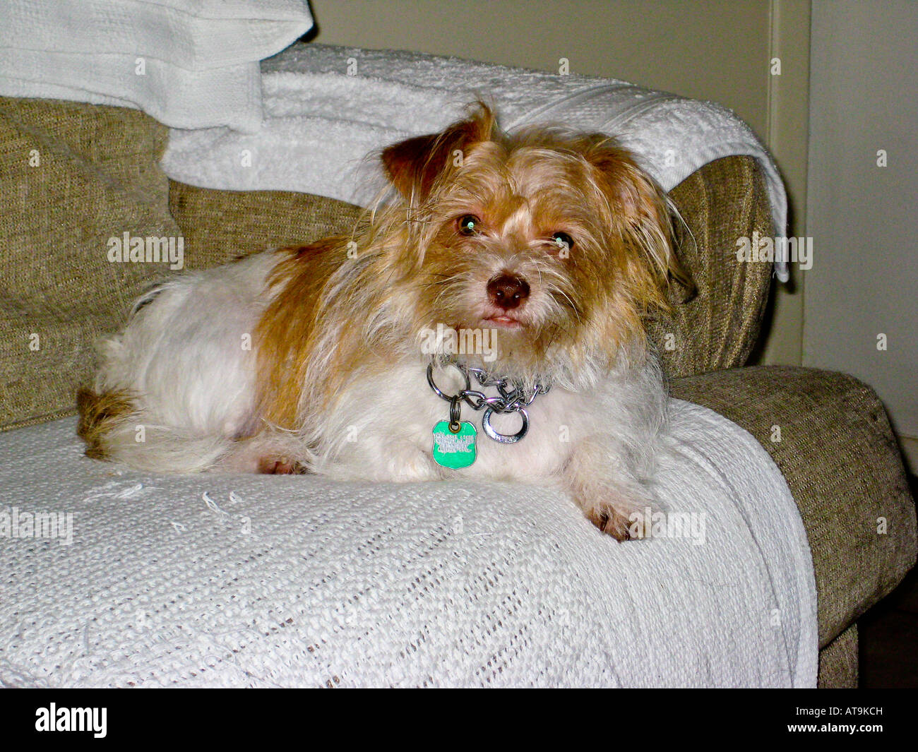 Jack Russell Shih Tzu Mix Dog on Sofa Stock Photo