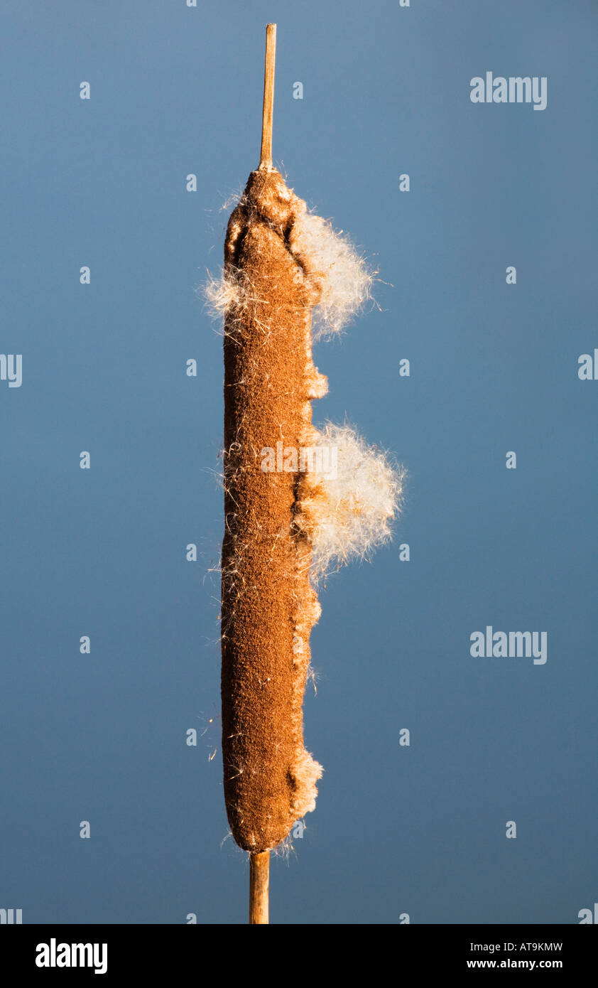 Seed dispersal of reedmace at Essex,England,UK Stock Photo