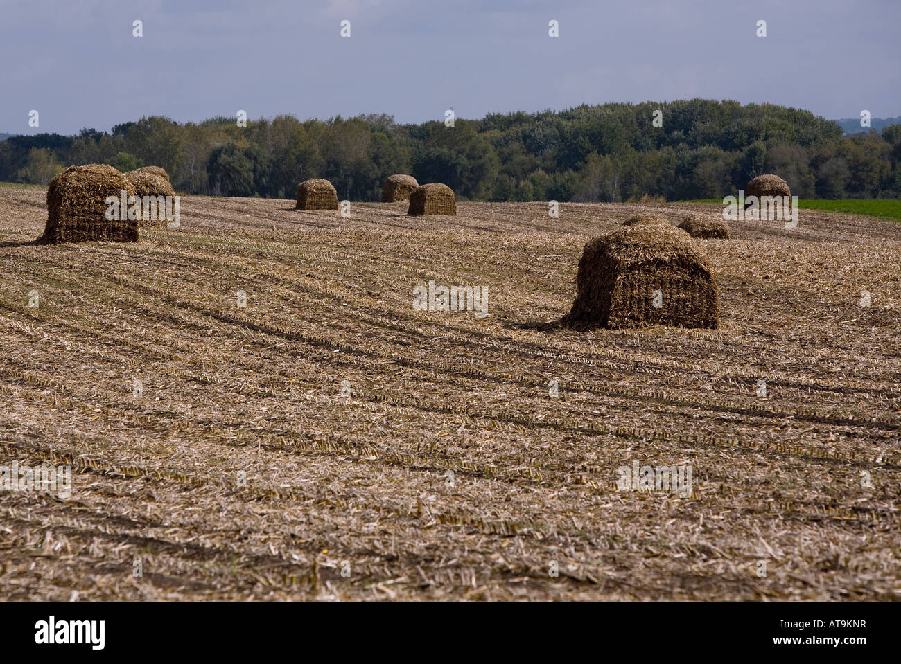 Chopped cornstalks formed into bails in a field near Madison Wisconsin Stock Photo