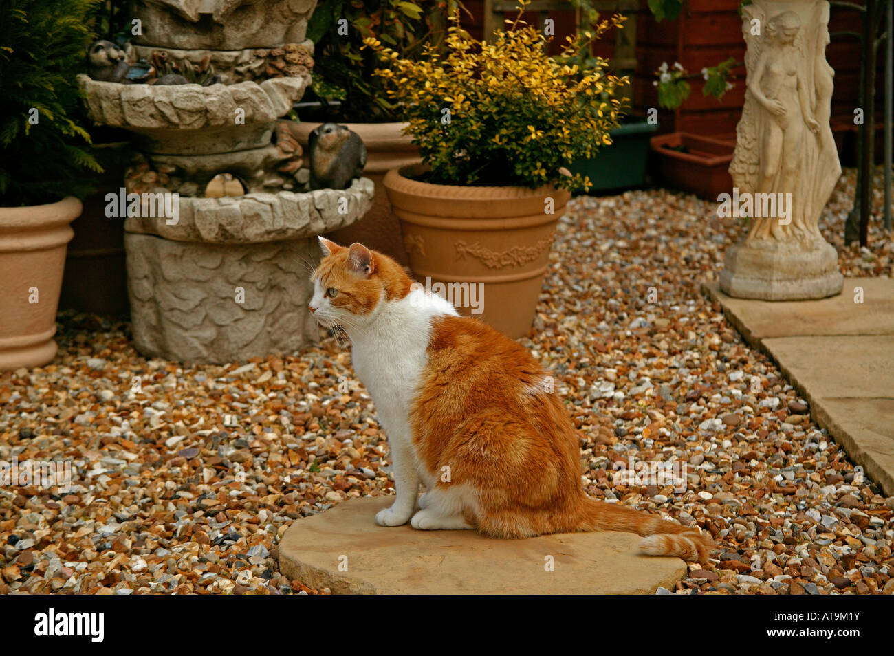 Ginger and white cat sits on paving stone in garden Stock Photo Alamy