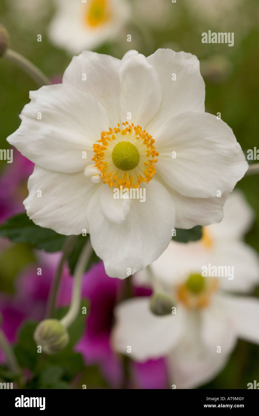 White and yellow Japanese Anenome flowers Stock Photo