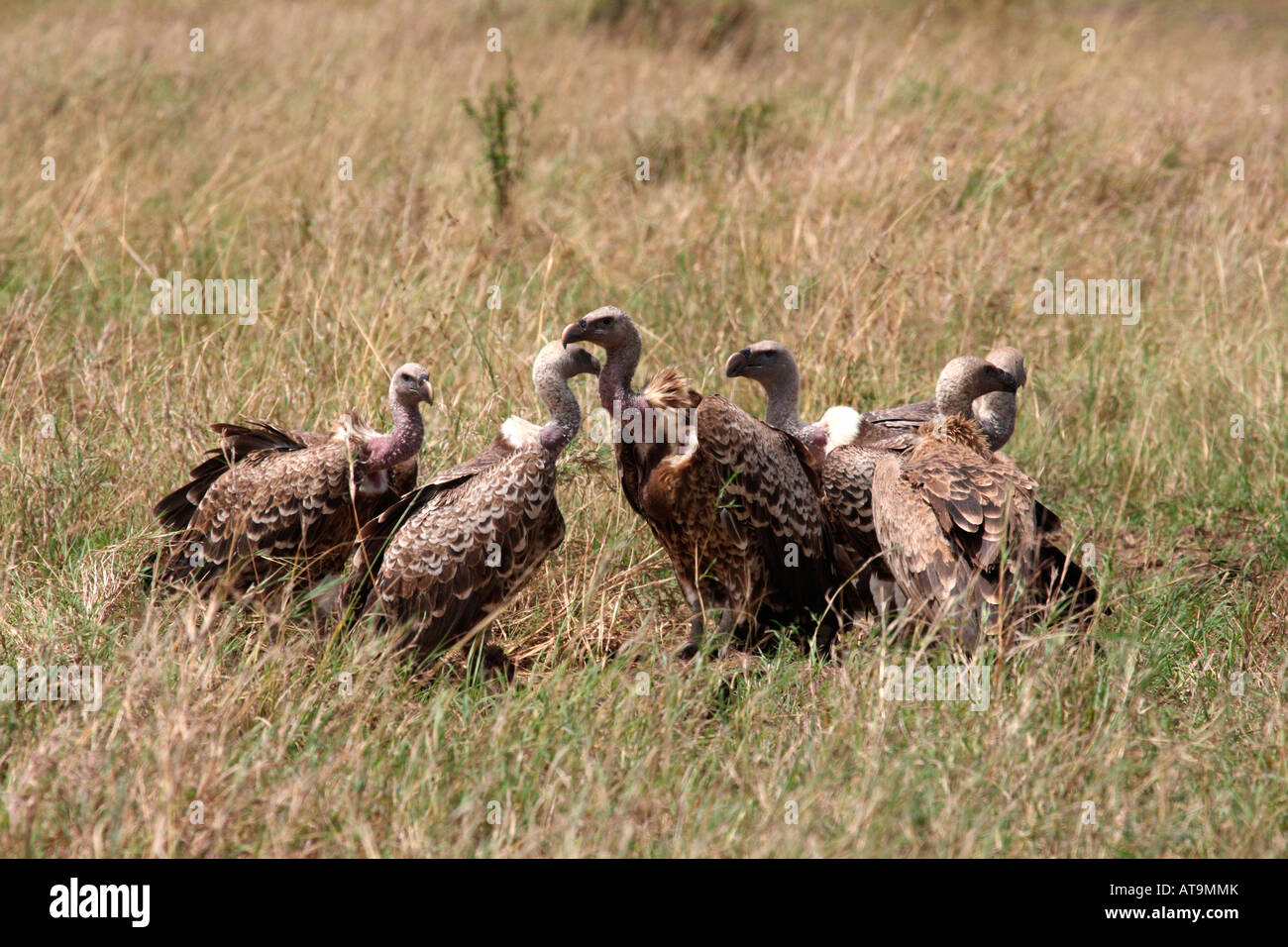 Masai mara wildlife reservation hi-res stock photography and images - Alamy