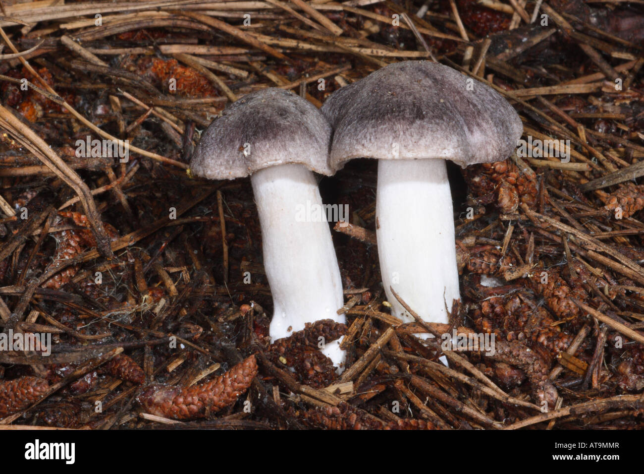 Grey Agaric Mushrooms, Tricholoma terreum Stock Photo