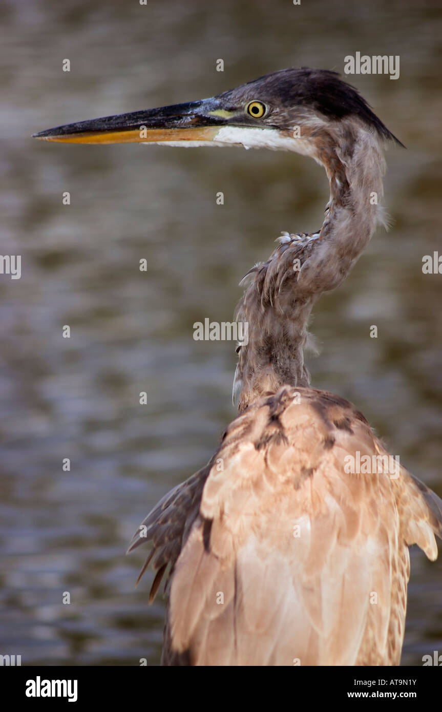 An immature Great Blue Heron Stock Photo - Alamy