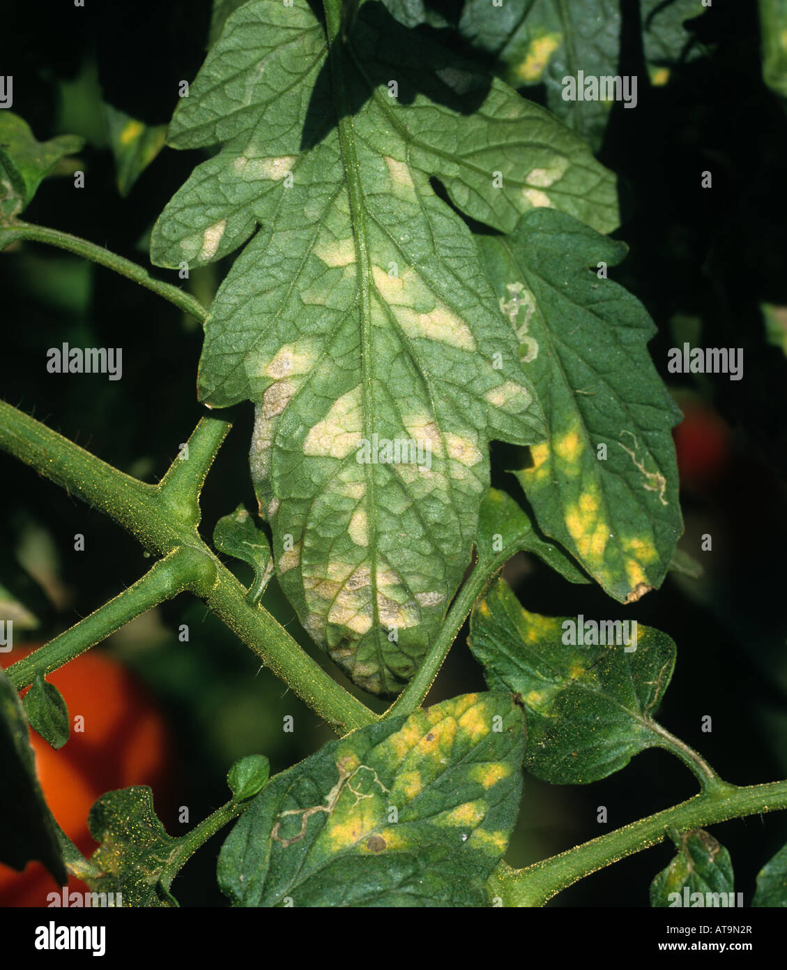 Powdery mildew Leveillula taurica mycelium on the underside of an infected tomato leaf Stock Photo