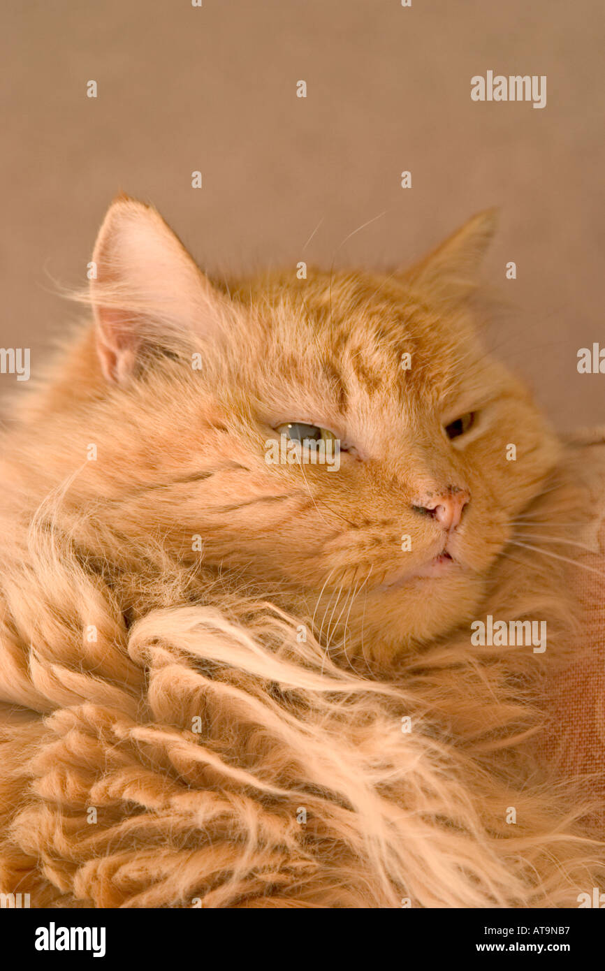 Portrait of shaggy long haired ginger cat Stock Photo Alamy